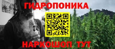 гашик Кингисепп